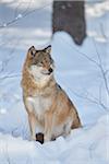 Close-up portrait of a Eurasian wolf (Canis lupus lupus) on a snowy winter day, Bavarian Forest, Bavaria, Germany