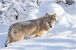 Close-up portrait of a Eurasian wolf (Canis lupus lupus) on a snowy winter day, Bavarian Forest, Bavaria, Germany