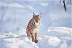 Close-up portrait of a Eurasian lynx (Lynx lynx) on a snowy winter day, Bavarian Forest, Bavaria, Germany