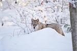 Close-up portrait of a Eurasian wolf (Canis lupus lupus) on a snowy winter day, Bavarian Forest, Bavaria, Germany