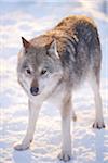 Close-up portrait of a Eurasian wolf (Canis lupus lupus) on a snowy winter day, Bavarian Forest, Bavaria, Germany