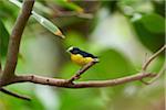 Close-up of a violaceous euphonia (Euphonia violacea) in autumn, Germany