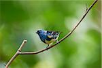 Close-up of a turquoise tanager (Tangara mexicana) in autum, Germany