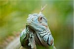 Close-up portrait of a Green Iguana (Iguana iguana) in autumn