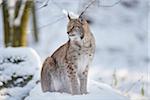 Close-up of a Eurasian lynx (Lynx lynx) on a snowy winter day, Bavaria, Germany