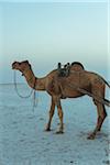 Camel on White Salt Desert, Dhordo, Kutch, Gujarat, India