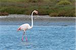 Greater Flamingo (Phoenicopterus roseus), Saintes-Maries-de-la-Mer, Parc Naturel Regional de Camargue, Languedoc-Roussillon, France