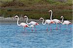 Greater Flamingos (Phoenicopterus roseus), Saintes-Maries-de-la-Mer, Parc Naturel Regional de Camargue, Languedoc-Roussillon, France