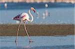 Greater Flamingo (Phoenicopterus roseus), Saintes-Maries-de-la-Mer, Parc Naturel Regional de Camargue, Languedoc-Roussillon, France