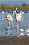 Greater Flamingos (Phoenicopterus roseus) and Black-headed Gulls (Chroicocephalus ridibundus), Saintes-Maries-de-la-Mer, Parc Naturel Regional de Camargue, Languedoc-Roussillon, France