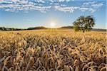 Countryside with Rye Field and Apple Tree at Sunrise in Summer, Reichartshausen, Miltenberg District, Bavaria, Germany