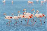 Greater Flamingos (Phoenicopterus roseus), Saintes-Maries-de-la-Mer, Parc Naturel Regional de Camargue, Languedoc-Roussillon, France