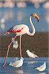 Greater Flamingo (Phoenicopterus roseus) and Black-headed Gulls (Chroicocephalus ridibundus), Saintes-Maries-de-la-Mer, Parc Naturel Regional de Camargue, Languedoc-Roussillon, France