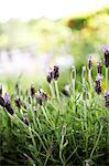 Purple flowers in field