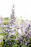 Purple flowers in field