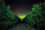 Vineyard at night, Naramata Bench, British Columbia, Canada
