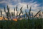 Close up Wheat field in country side,Thailand