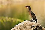 Great Cormorant standing on a rock, Botswana
