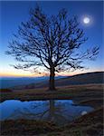 Lonely autumn naked tree on night mountain hill top in last sunset light and full moon (and its reflection in a puddle)