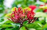 Ixora coccinea is a species of flowering plant in the Rubiaceae family. It is a common flowering shrub native to Southern India and Sri Lanka.