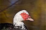 A closeup of the Muscovy Duck's unique face.