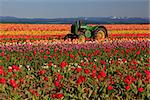 Oregon Tulip Field & Tractor