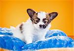 Cute Papillon puppy age of one and a half months on a orange background