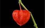 Heart shaped Chinese lantern, physalis alkekengi macro photo on black background. Also known as bladder cherry, Japanese-lantern, strawberry groundcherry, winter cherry or in Japan as Hozuki.