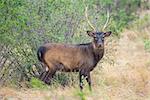 Wild South Texas Sika deer buck. Also known as a Japanese or Spotted Deer.