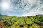 Tea plantation in Cameron highlands, Malaysia