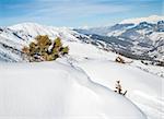 Panoramic view over a snow covered slope with a young sapling conifer pine tree