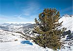 Panoramic view over a snow covered slope with a conifer pine tree