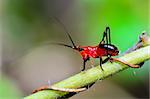 Close up Conocephalus Melas tiny red-black Cricket is a species of Tettigoniidae (bush-crickets or katydids) taken in Thailand