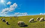 Sheep herd on mountain plateau pasture (Carpathian mountain, Ukraine). In opposite sunlight direction.