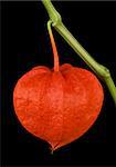 Physalis alkekengi, heart shaped Chinese lantern macro photo on black background. Also known as bladder cherry, Japanese-lantern, strawberry groundcherry, winter cherry or in Japan as Hozuki.