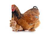 brahma chicken and kitten in front of white background