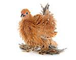 Curly Feathered chicken Pekin in front of white background