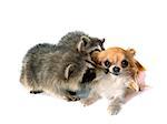 young raccoon and chihuahua in front of white background