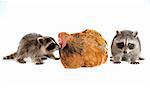 young raccoon and chicken in front of white background