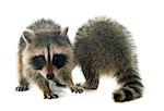 young raccoon in front of white background