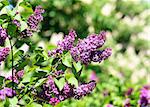 Beautiful lilac flowers on a tree photographed close up