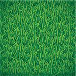 Vector illustration of green grass background
