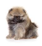 Portrait of a Pomeranian puppy age of 2 month isolated on white