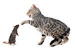 bengal cat and rat in front of white background