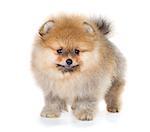 Portrait of a Pomeranian puppy age of 2 month isolated on white background