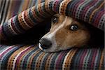 jack russell dog  sleeping under the blanket in bed the  bedroom, ill ,sick or tired, sheet covering its head