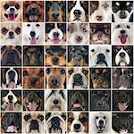 composite picture of purebred dogs and puppies