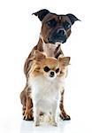 staffordshire bull terrier and chihuahua in front of white background