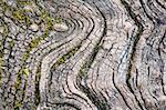 Texture of old wood in nature that is water erosion.