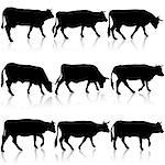 Collection  black silhouettes of cow. Vector illustration.